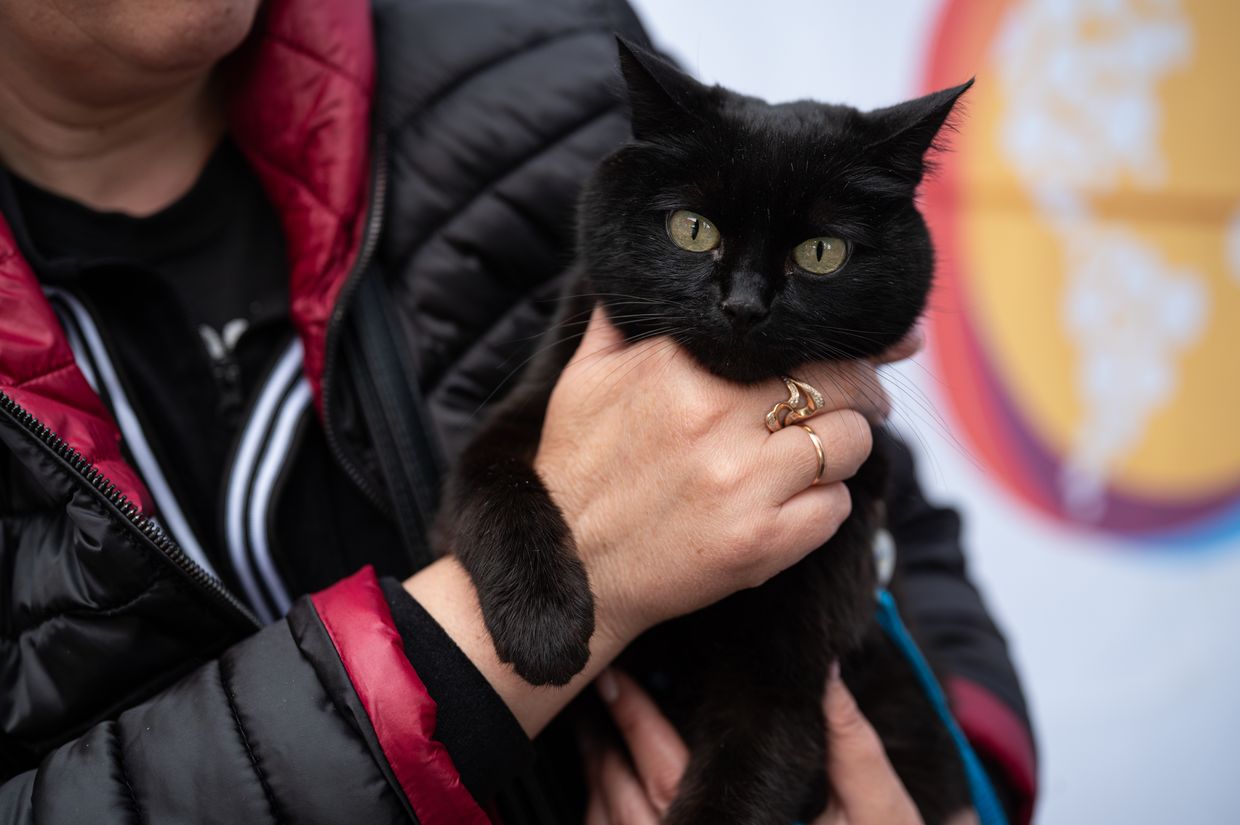 'She fed all the birds, dogs, and cats' — 64-year-old animal rescue volunteer and son killed in Russian attack on Kyiv