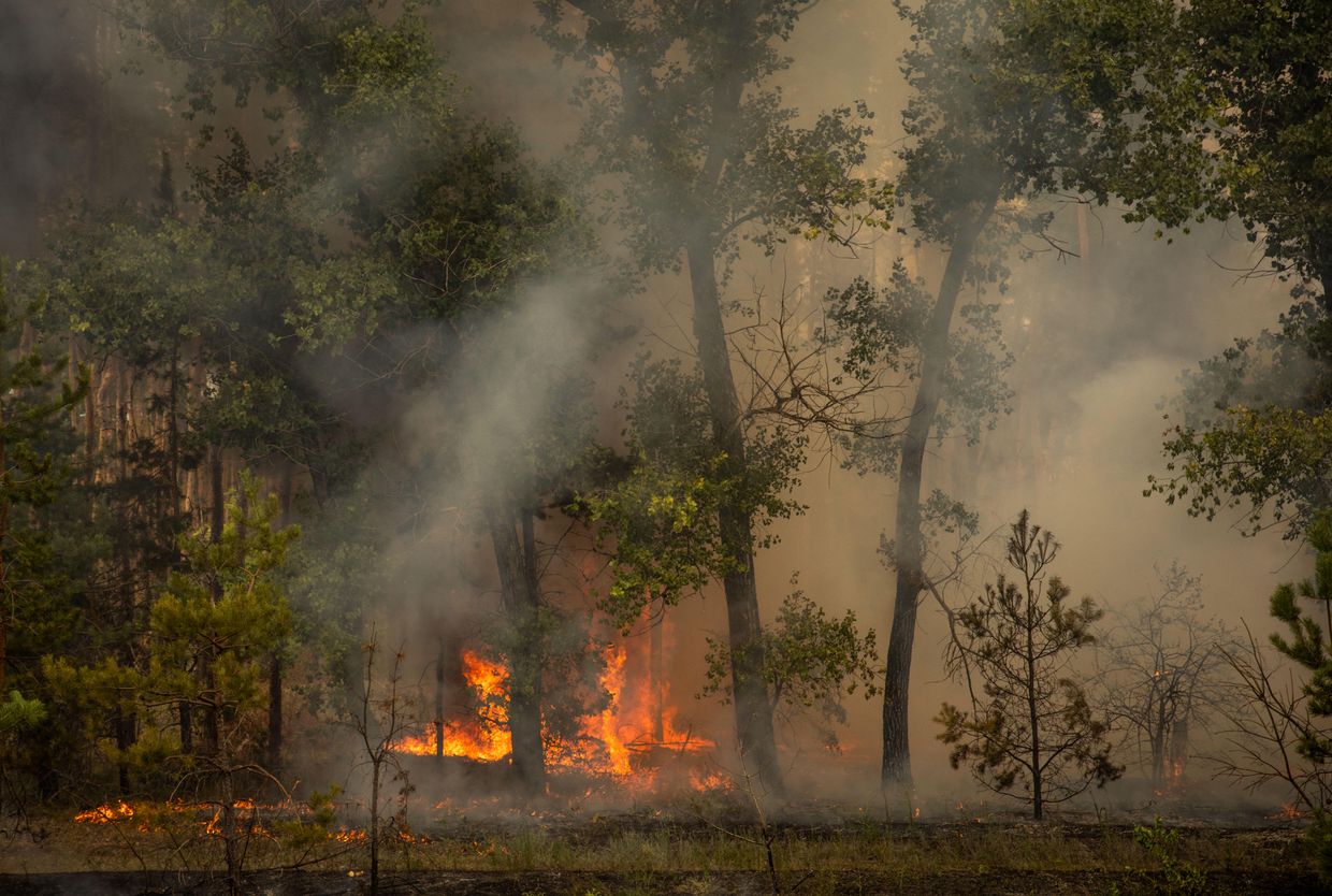 How 3 years of war have ravaged Ukraine’s forests, and the people who depend on them